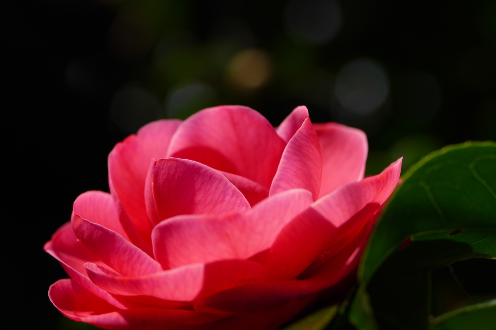 冬の彩　山茶花