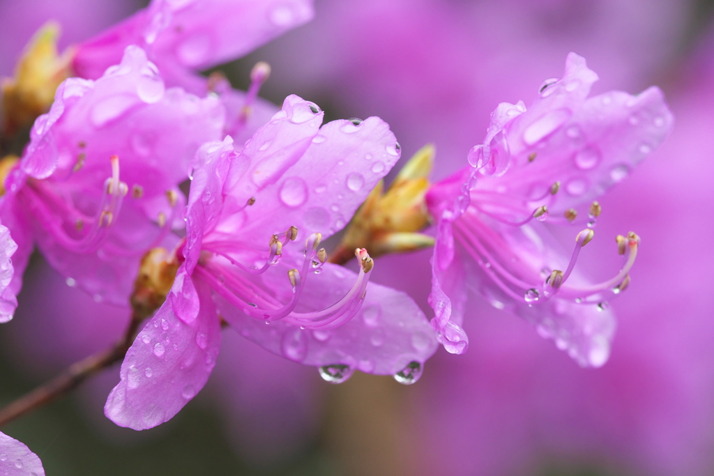 春の雨に