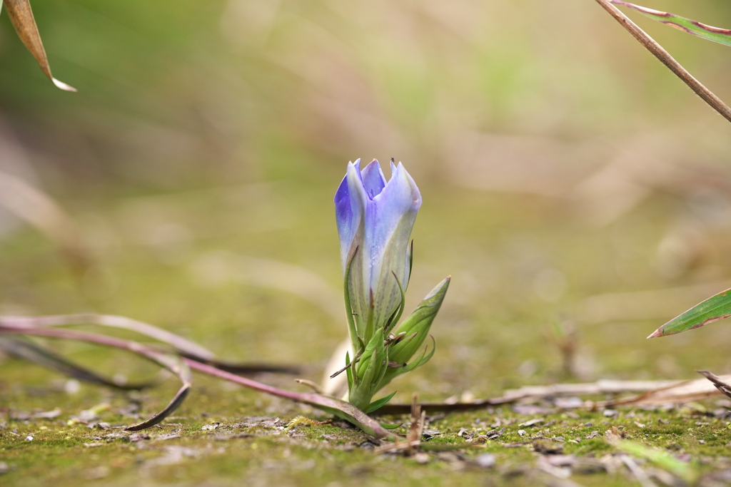 小径の通せんぼ