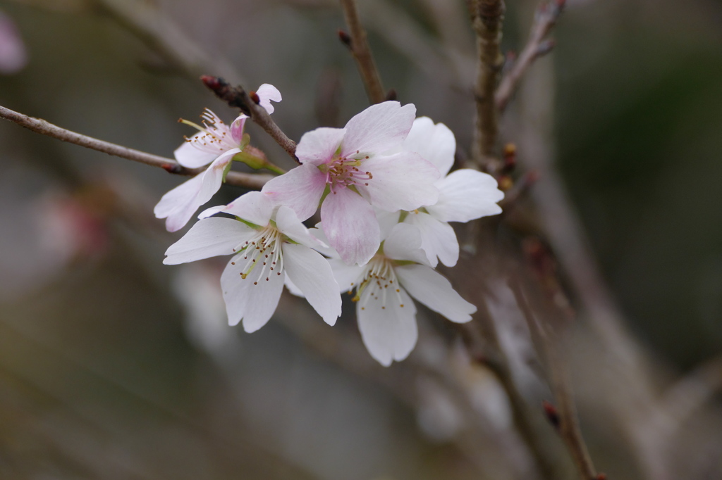 四季桜（1）