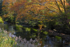 流れゆく川と秋