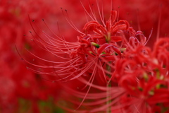 紅花