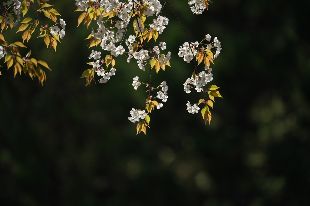 山の桜