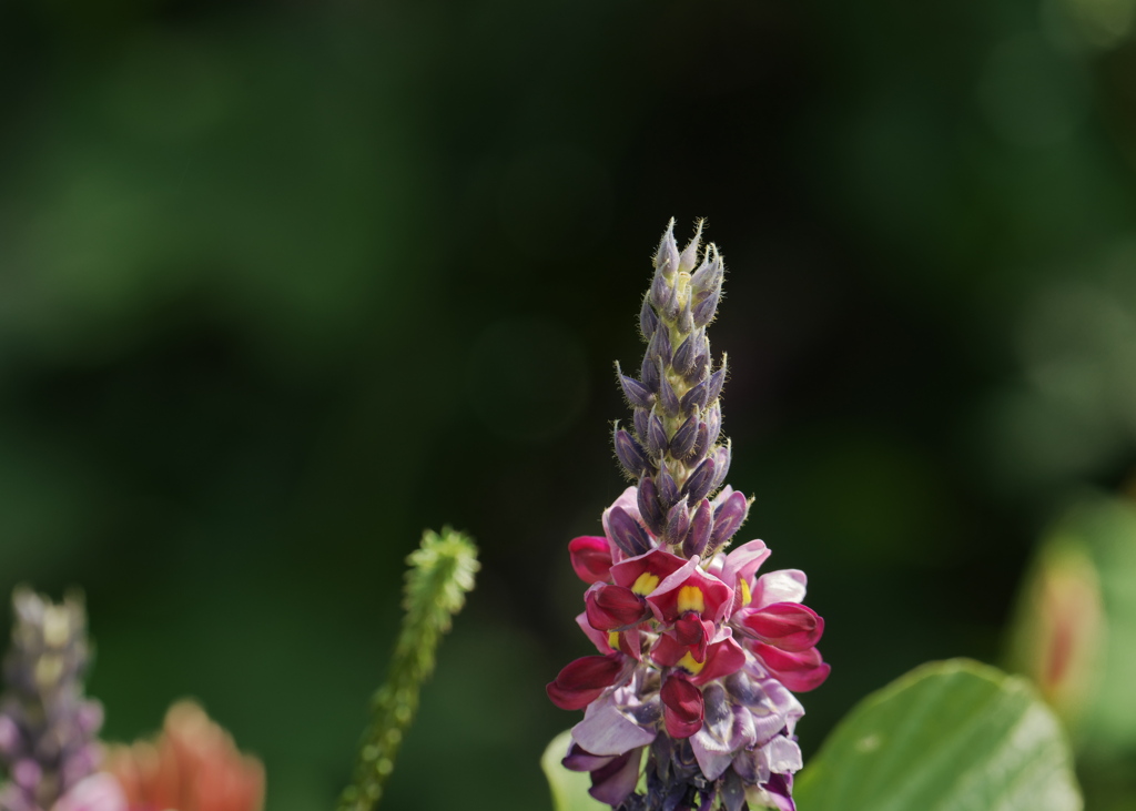 葛の花