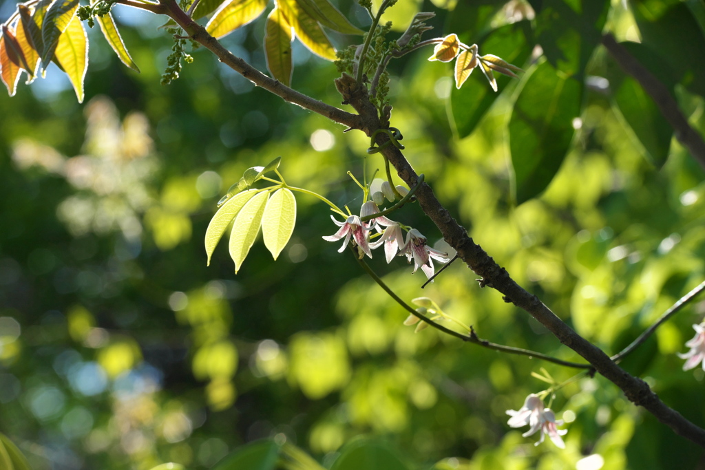 ムベの花