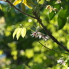 ムベの花