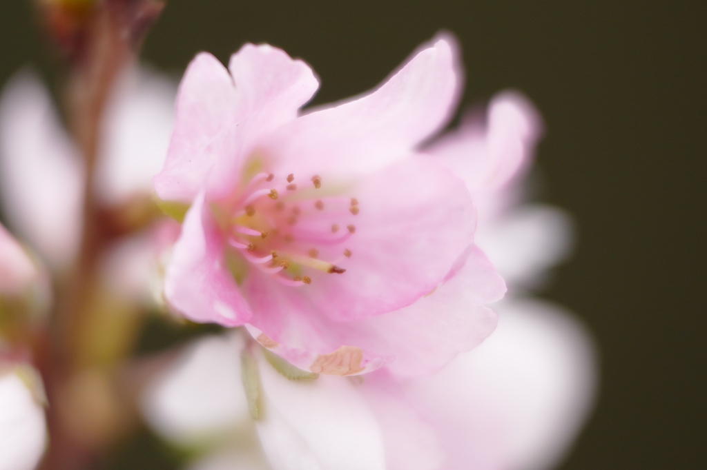四季桜（2）
