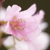 四季桜（2）