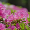 晩春の爛漫