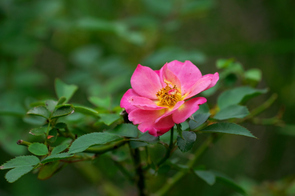秋薔薇