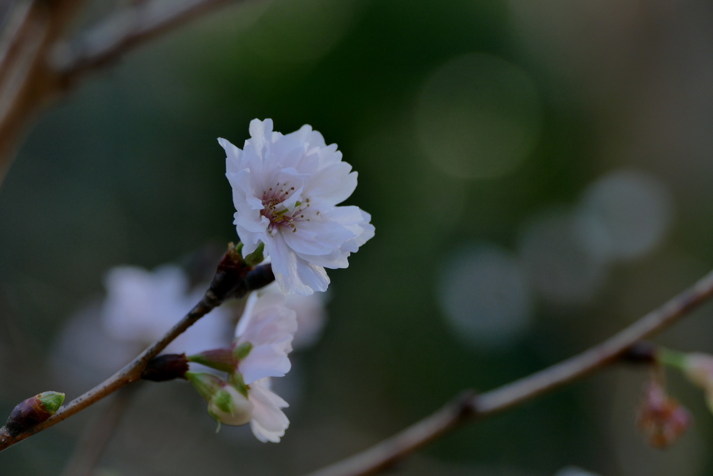 冬の子福桜