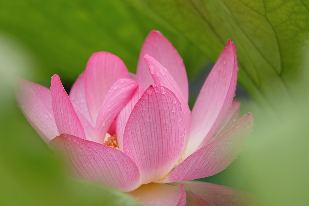 蓮の花