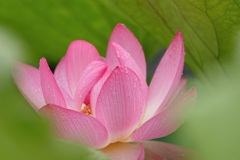 蓮の花