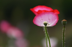 一枚花の潔さ