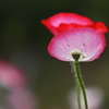 一枚花の潔さ