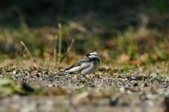 ちょっぴり緊張 ハクセキレイ