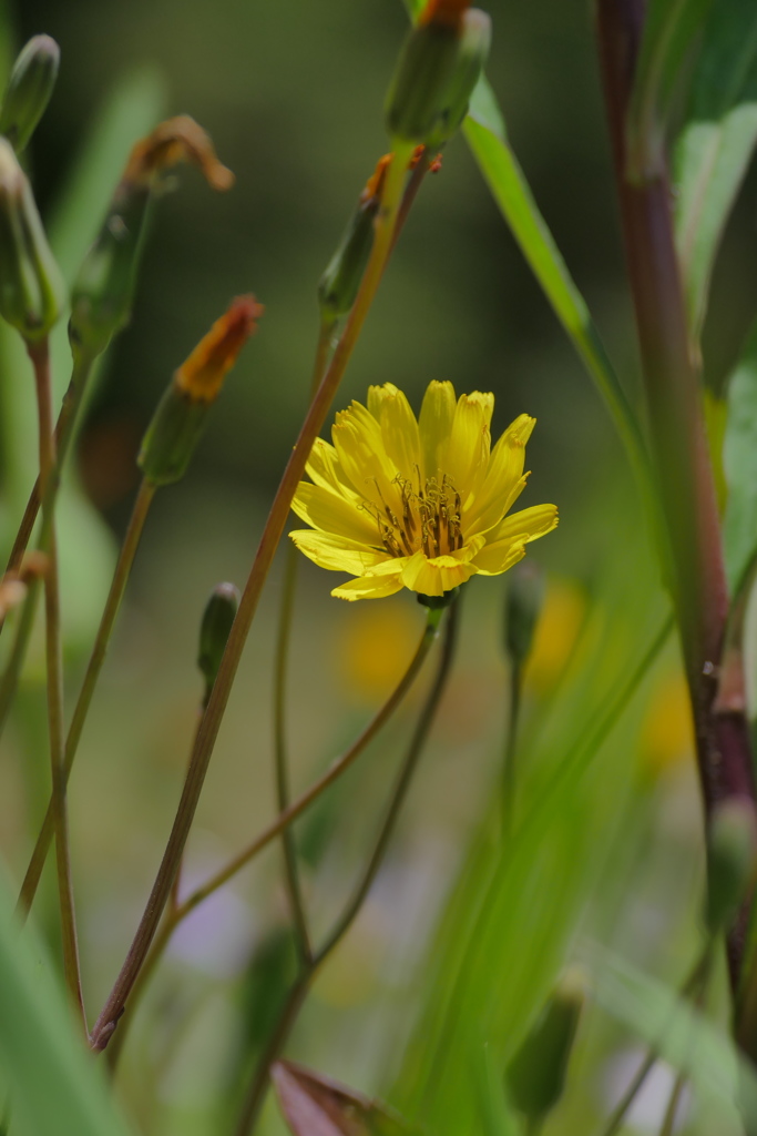 野に咲く花のように　（2）