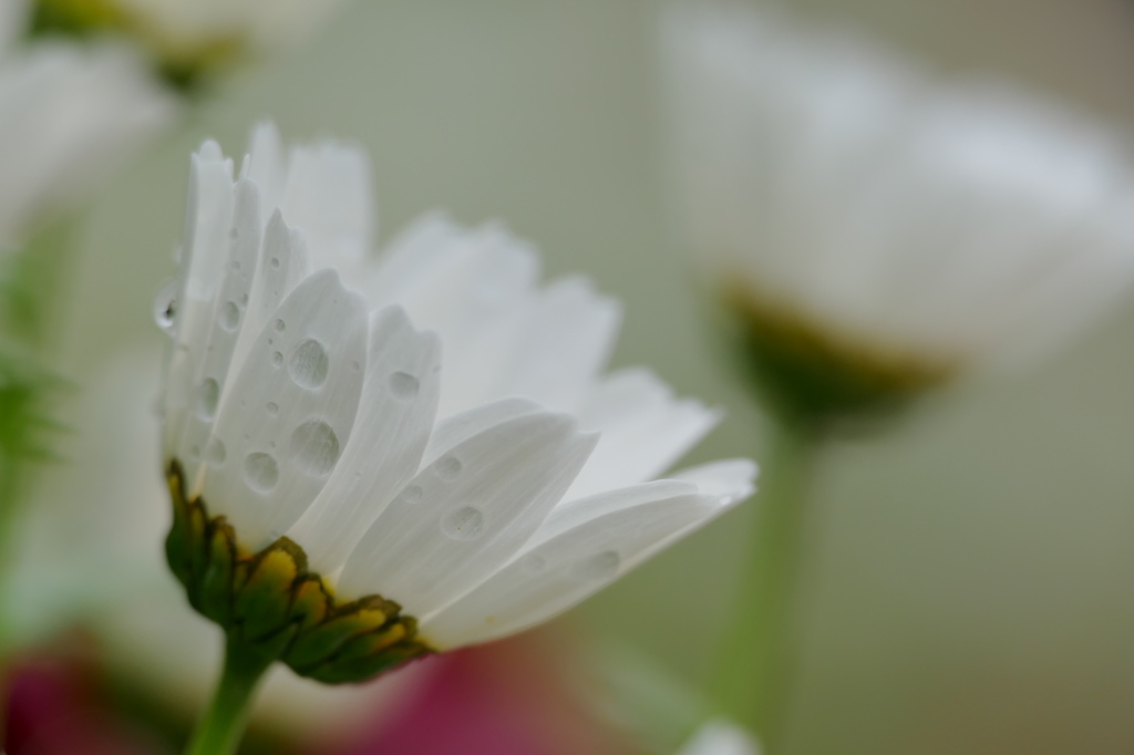 濡れて白花