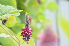 葛の花