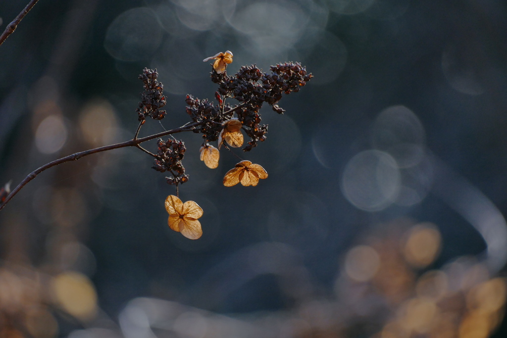 冬の花