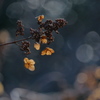 冬の花