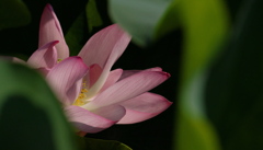 蓮の花