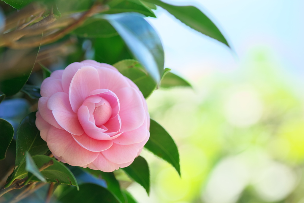 優しく、明るく、そして芯は強く