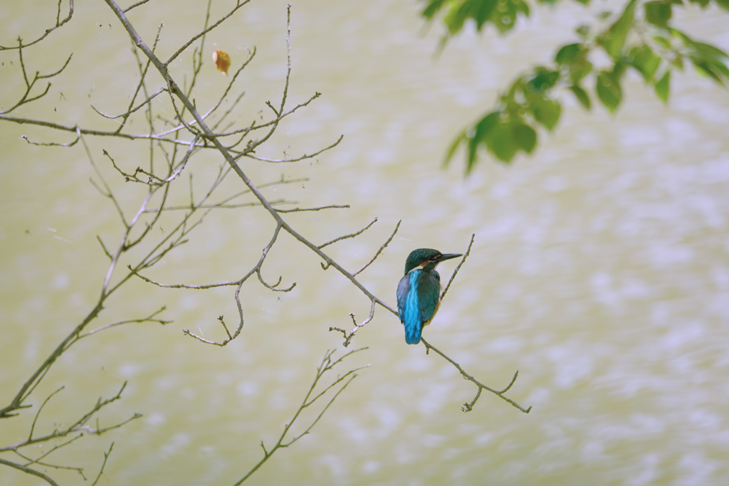 カワセミさんは木陰にて