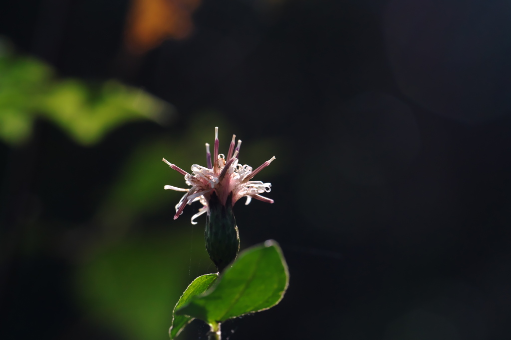 コウヤボウキの花