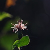 コウヤボウキの花