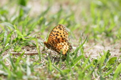 花の方がよかったかしら？