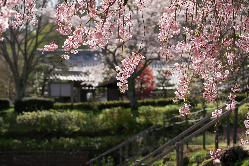 春の日の枝垂れ