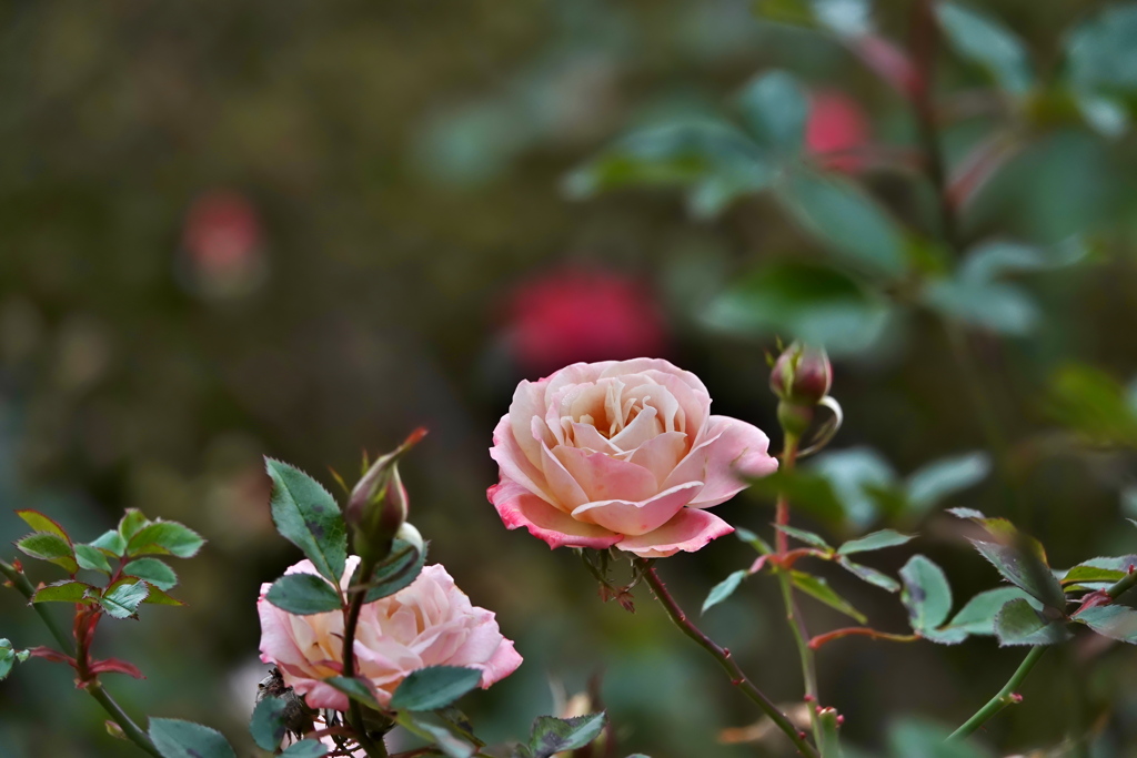 冬の薔薇 その6
