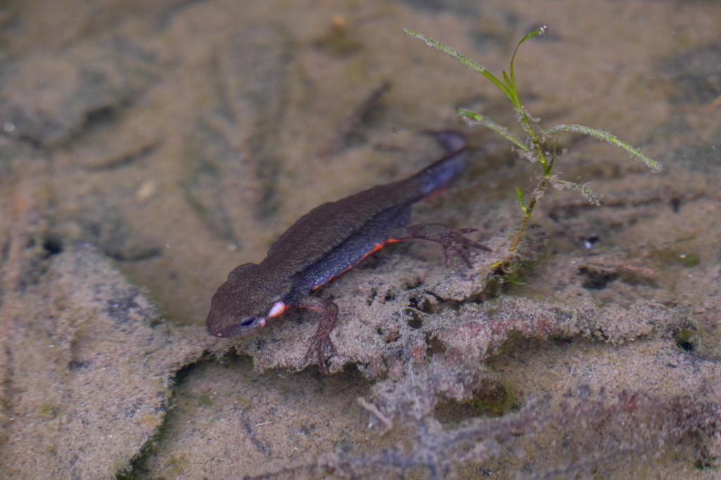 アカハライモリ　♂婚姻色