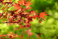 春の紅葉もみじ