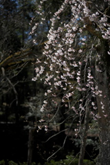 枝垂れの桜