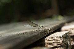 木道のカワトンボ