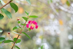 有終の百日紅