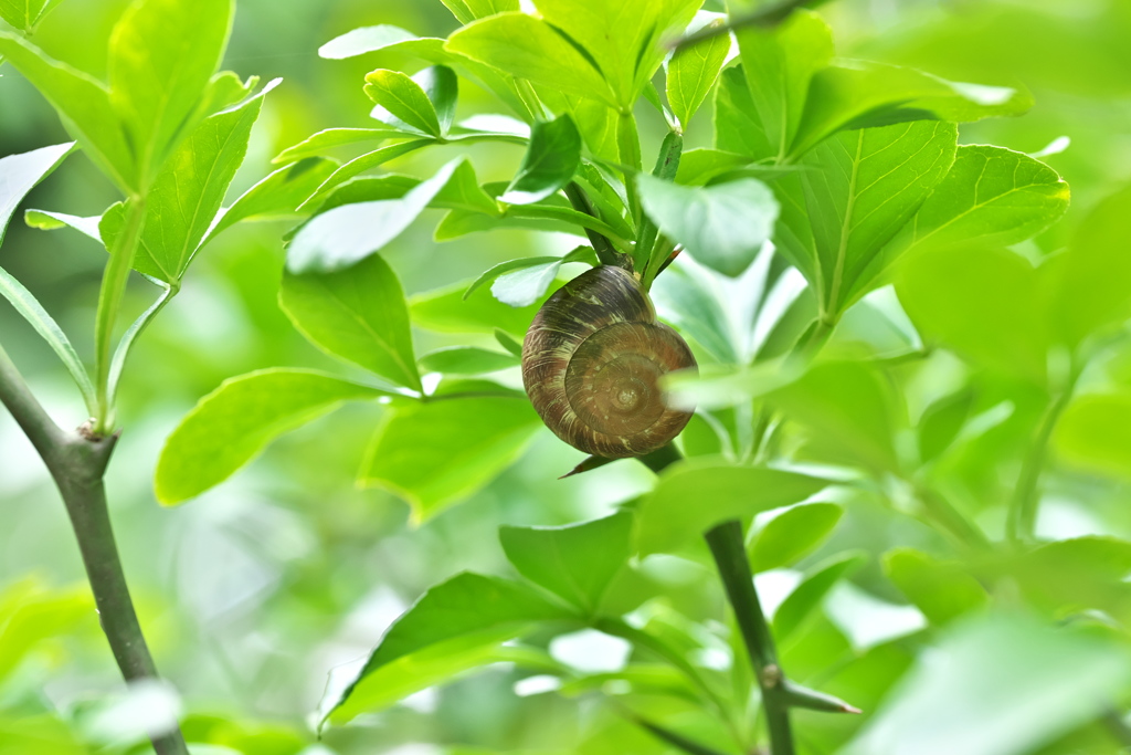 棘にご注意