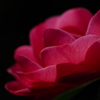 冬の彩　山茶花