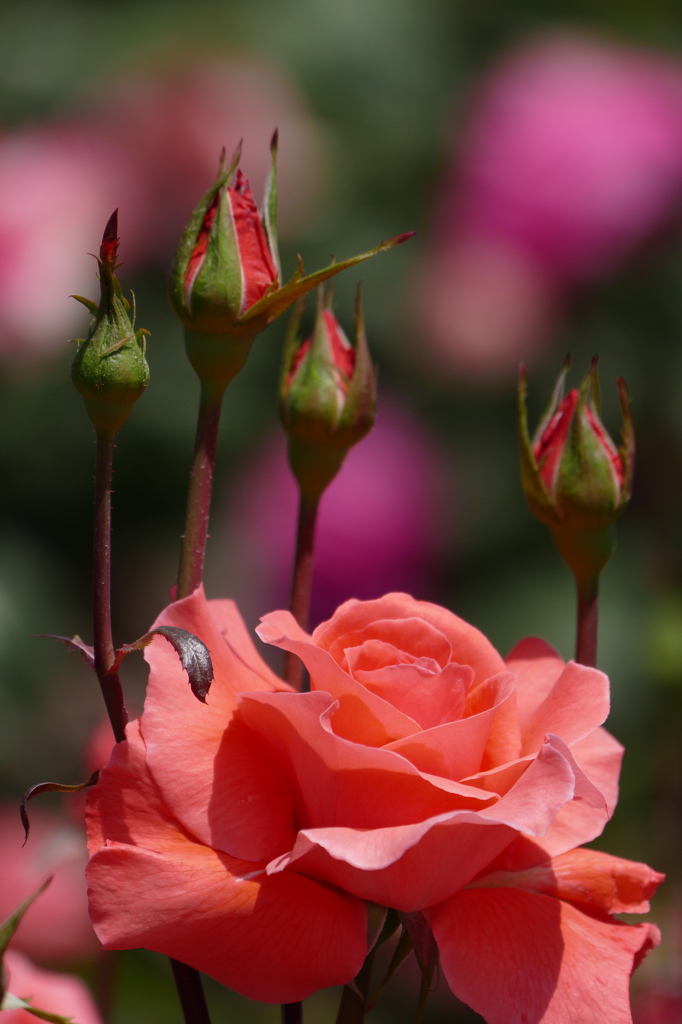 薔薇（７）