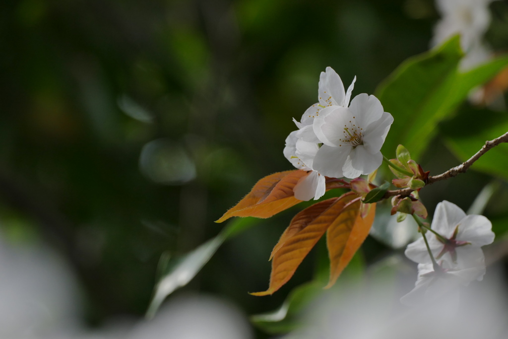山の桜