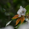 山の桜