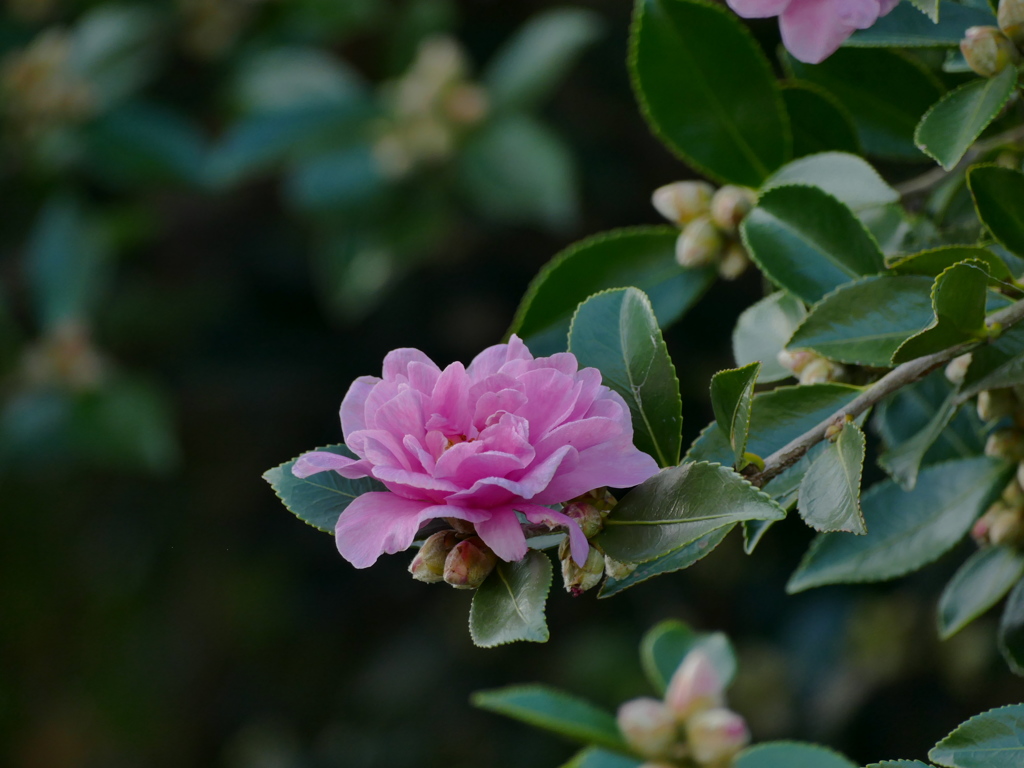 朝蔭の山茶花