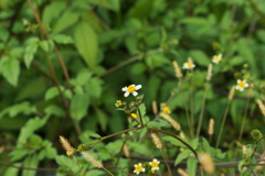 センダングサの花