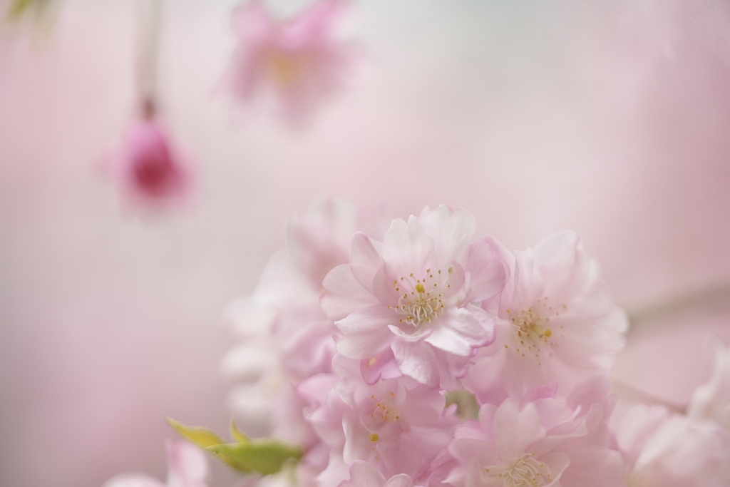 桜色