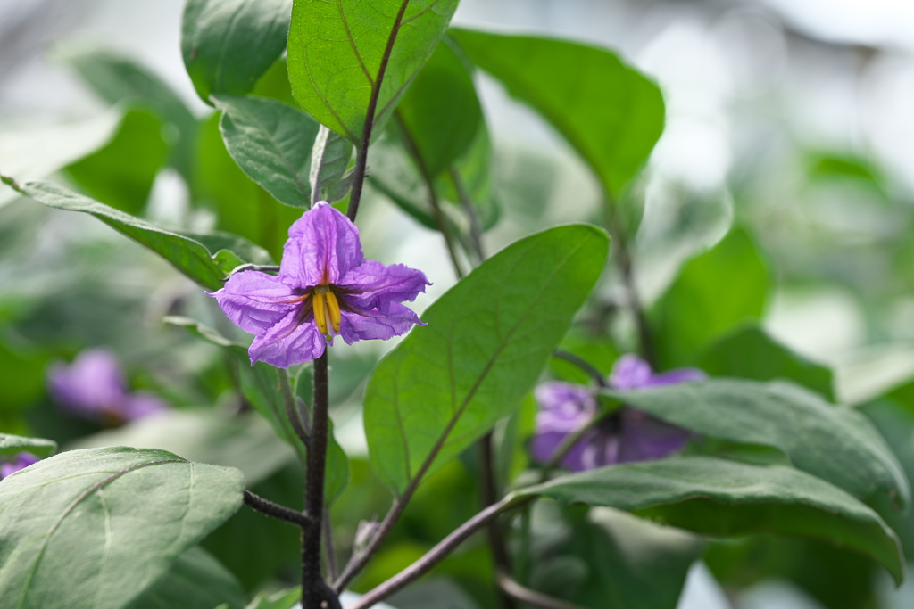 紫の、茄子