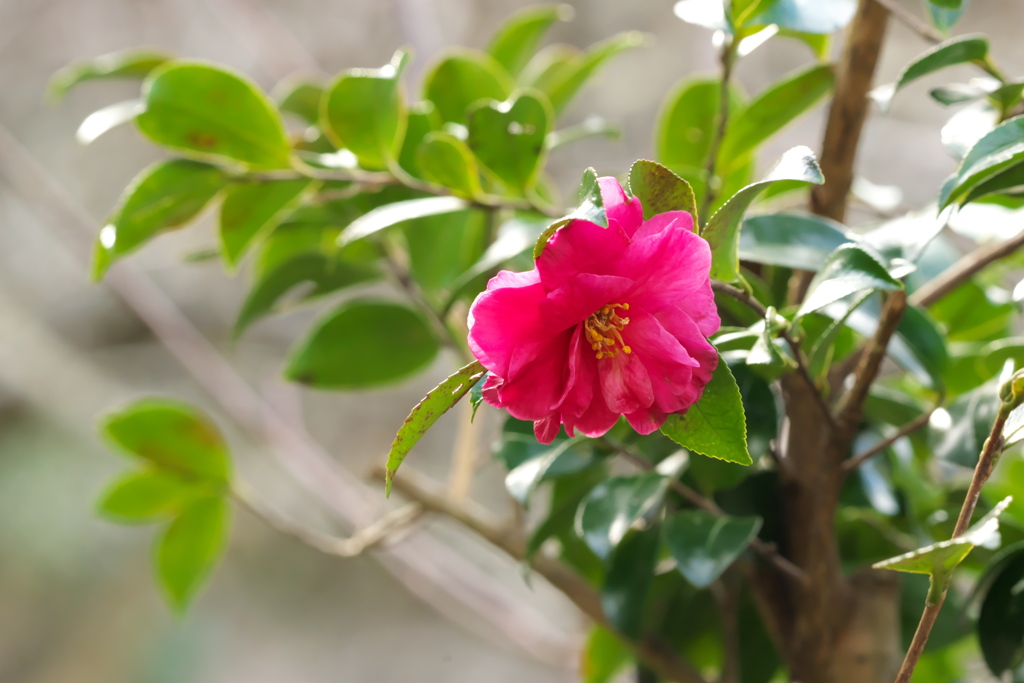 山の山茶花