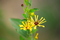 花と蜂