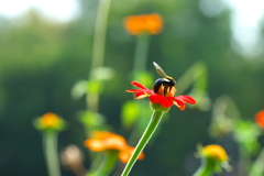花とクマバチ
